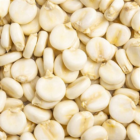 50 Sementes Milho Branco Mote Peruano Andino