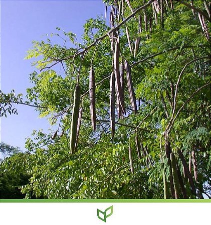 Moringa Oleifera - Moringa oleifera - 100 Sementes