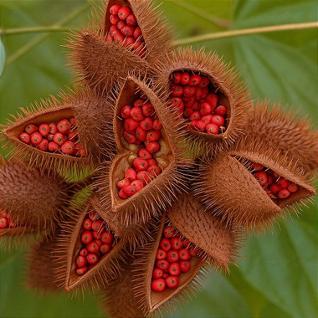 Urucum: 100 Sementes