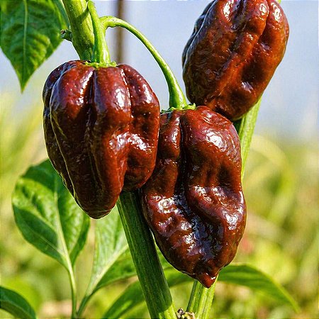 Pimenta Chocolate Habanero: 10 Sementes