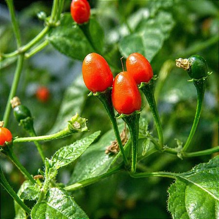 Pimenta Cumari Verdadeira (Pimenta Passarinho): 5 Sementes