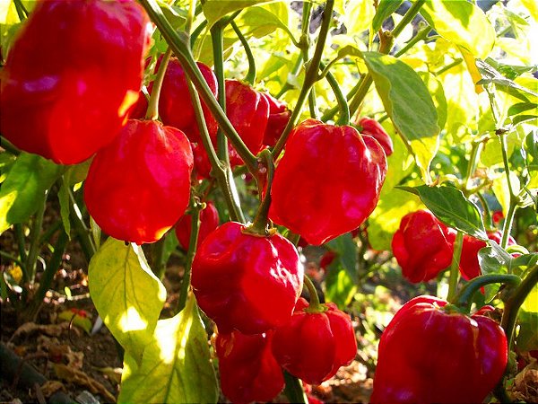 Pimenta Red Habanero: 40 Sementes - Semente Rara - Venda de Sementes Para  Plantar