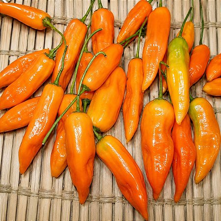 Pimenta Aji Amarela: 20 Sementes