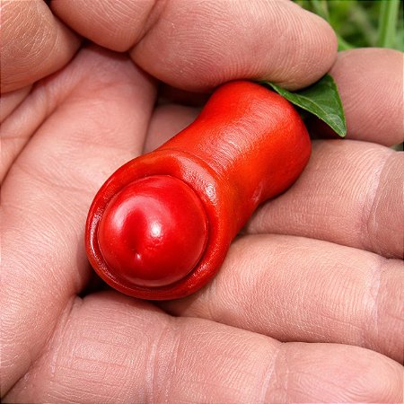Pimenta Peter Pepper: 10 Sementes