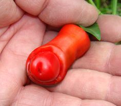 Pimenta Peter Pepper: 10 Sementes