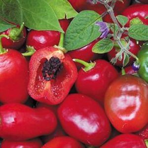 Pimenta Rocoto Peruana: 10 Sementes