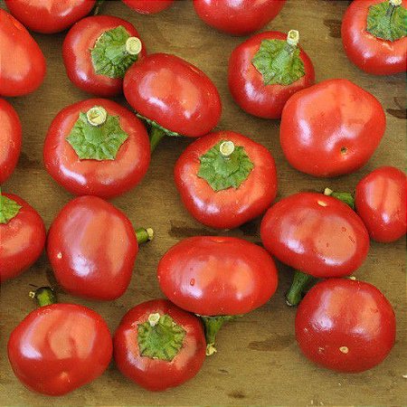 Pimenta Satan's Kiss (Ciliegia Picante): 10 Sementes