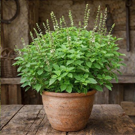 Alfavaca: 20 Sementes