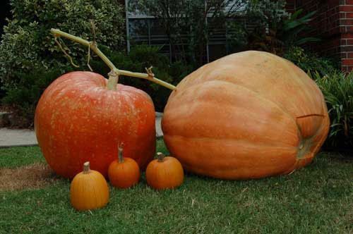 Abóbora Gigante: 3 Sementes