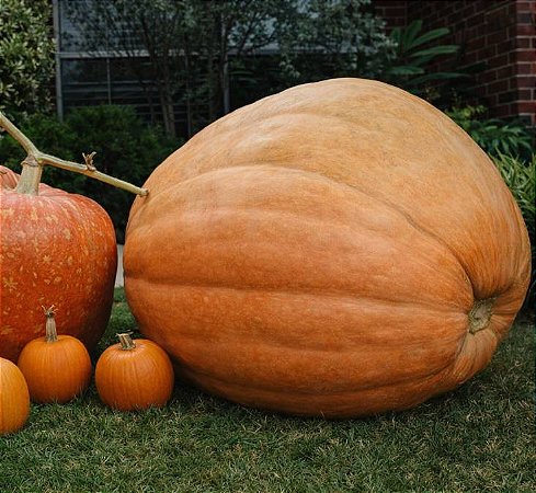 Abóbora Gigante: 3 Sementes
