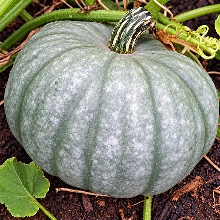 Moranga Pataca Gigante: 5 Sementes