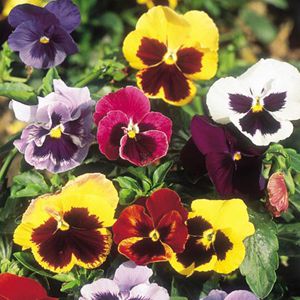 Amor Perfeito Sortido Gigante Suíço - Viola tricolor: 15 Sementes