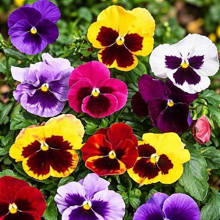 Amor Perfeito Sortido Gigante Suíço - Viola tricolor: 15 Sementes
