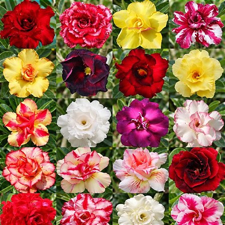 Adenium (Rosa do Deserto): 5 Sementes