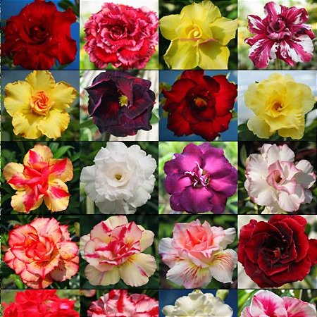 Adenium (Rosa do Deserto): 5 Sementes