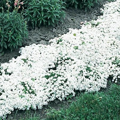 Alyssum Branco - Lobularia maritima: 20 Sementes