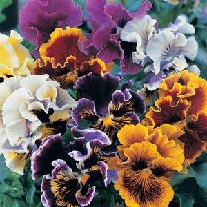 Amor Perfeito Crespo Sortido - Viola tricolor: 15 Sementes