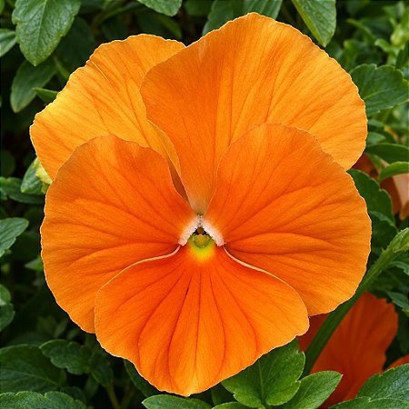 Amor Perfeito Laranja Gigante Suíço - Viola Wittrockiana: 15 Sementes