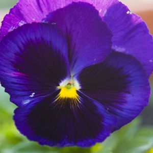 Amor Perfeito Roxo Gigante Suíço - Viola tricolor - 15 Sementes