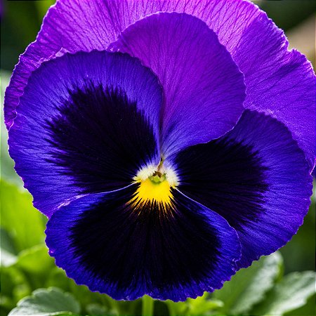 Amor Perfeito Roxo Gigante Suíço - Viola tricolor: 15 Sementes