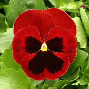 Amor Perfeito Vermelho Gigante Suíço -Viola tricolor: 15 Sementes