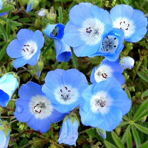 Baby Blue Eyes (Nemophila): 20 Sementes