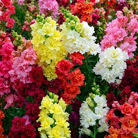 Boca de Leão Alta Sortida - Antirrhinum majus: 100 Sementes