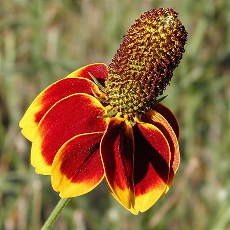 Chapéu Mexicano - Ratibida columnifera - 20 Sementes