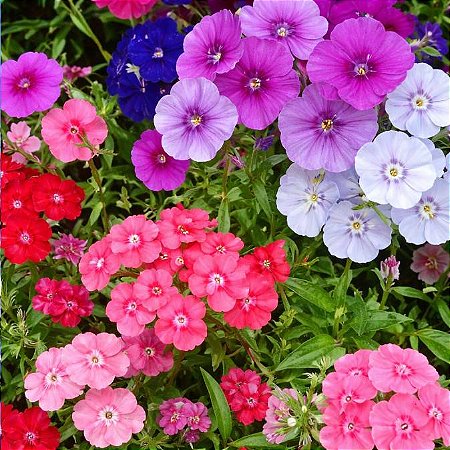 Chitinha Alta Sortida: 20 Sementes