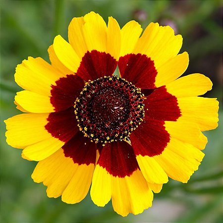 Coreopsis Bicolor - Coreopsis cardaminifolia (DC) Nutt. - 20 Sementes