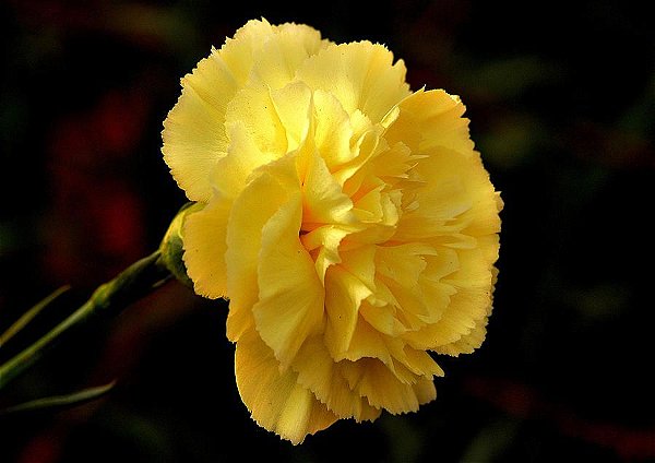 Cravo Amarelo - Dianthus caryophyllus  - 15 Sementes