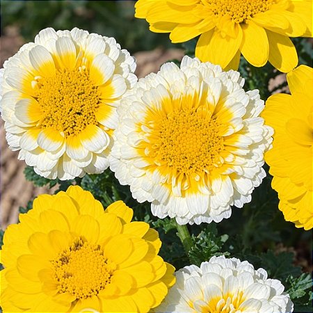 Crisântemo Amarelo, Creme e Branco: 20 Sementes