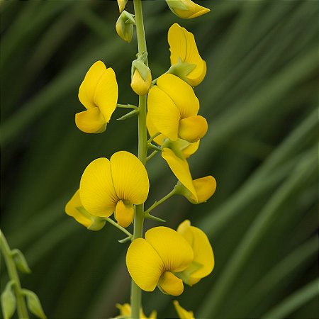 Crotalária Espectabilis: 100 Sementes