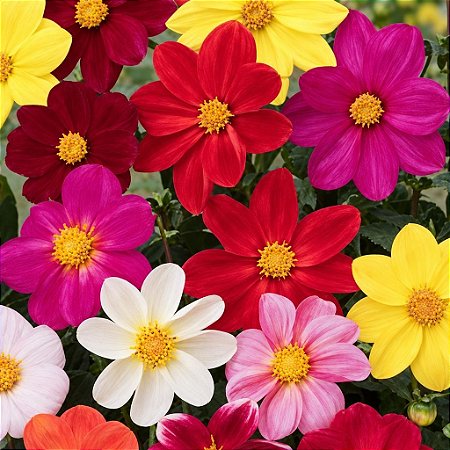 Dália Singela Sortida - Dahlia pinnata - 15 Sementes