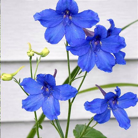 Esporinha Sortida: 15 Sementes