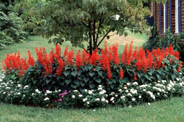 Comprar Sementes de Flor de Cardeal Alta Vermelha - Semente Rara - Venda de  Sementes Para Plantar