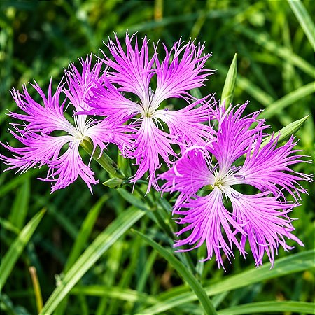 Franjas Rosa (Dianthus superbus) – 20 Sementes