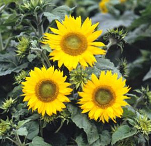 Girassol Anão de Jardim - Helianthus annuus - 10 Sementes