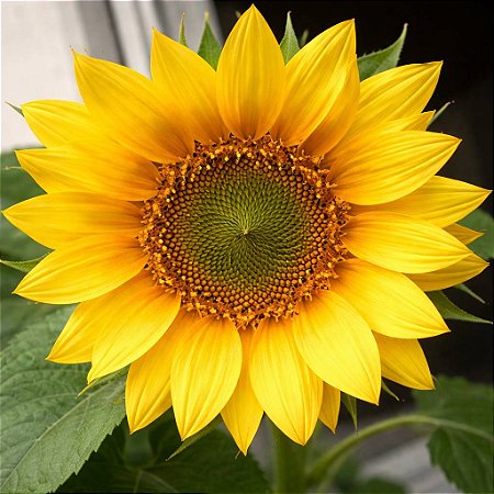 Girassol Alto de Jardim - 10 Sementes