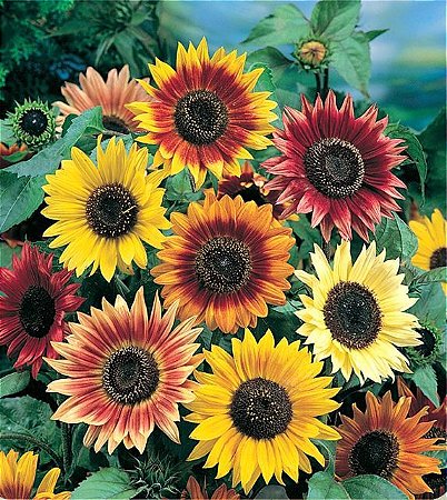 Girassol Bonito de Outono - Helianthus annuus - 10 Sementes