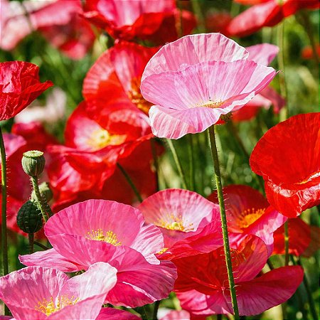 Papoula Singela Sortida - Papaver rhoeas - 20 Sementes