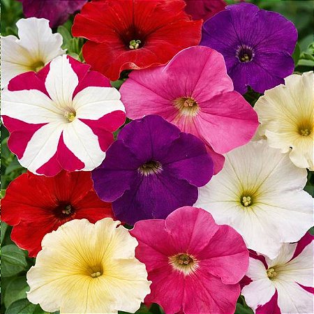 Petúnia Anã Compacta: 150 Sementes