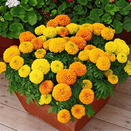 Tagete Alta Sortida - Tagetes erecta L. - 20 Sementes