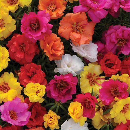 Comprar Sementes de Portulaca Dobrada Sortida - Portulaca grandiflora -  Semente Rara - Venda de Sementes Para Plantar