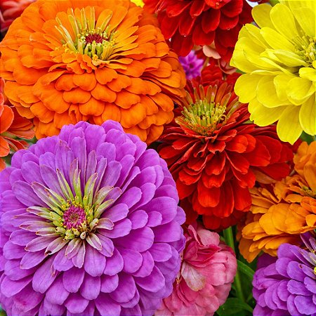 Zinnia Sortida Gigante da Califórnia: 15 Sementes