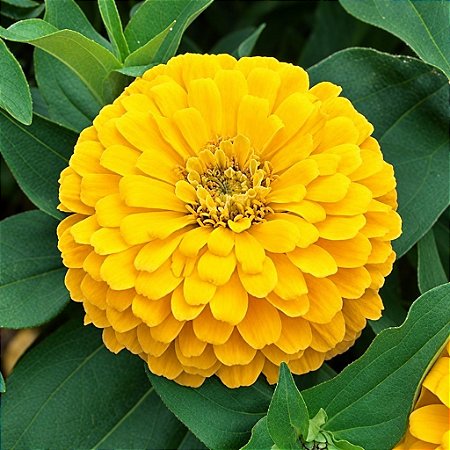 Zinnia Amarela Gigante da Califórnia: 15 Sementes (Zinia)