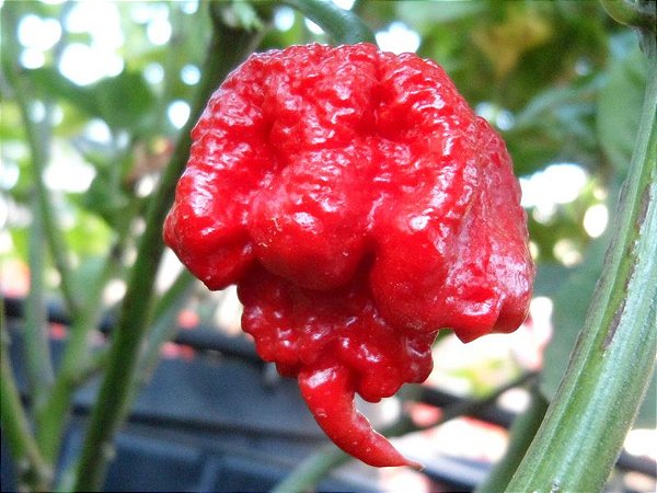 Carolina Reaper: 5 Sementes (Pimenta Mais Forte do Mundo)