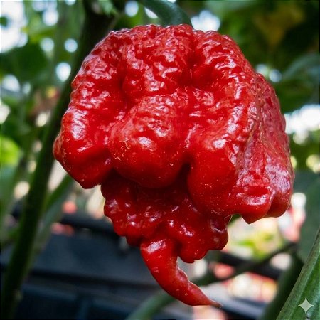 Carolina Reaper: 5 Sementes (Pimenta Mais Forte do Mundo)