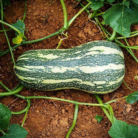 Abóbora Paulista: 5 Sementes