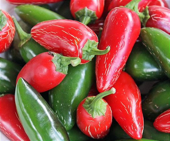 Pimenta Jalapeño ORGÂNICO: 40 Sementes